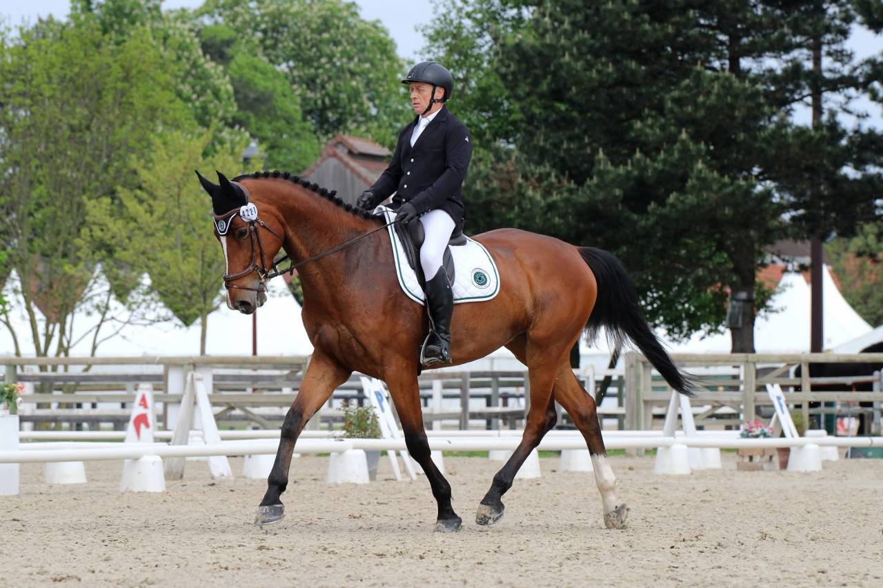 Gelding Zangersheide For sale 2016 Bay