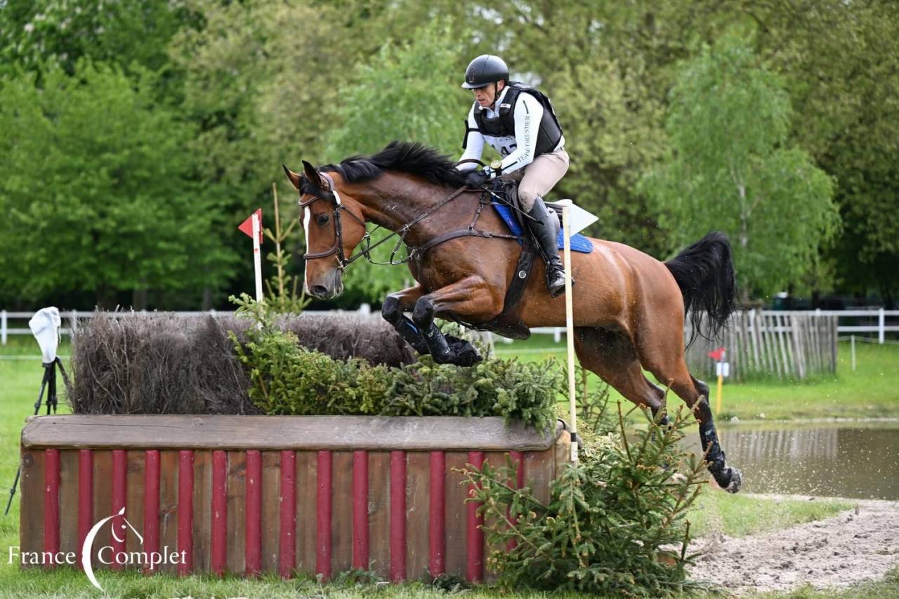 Gelding Zangersheide For sale 2016 Bay