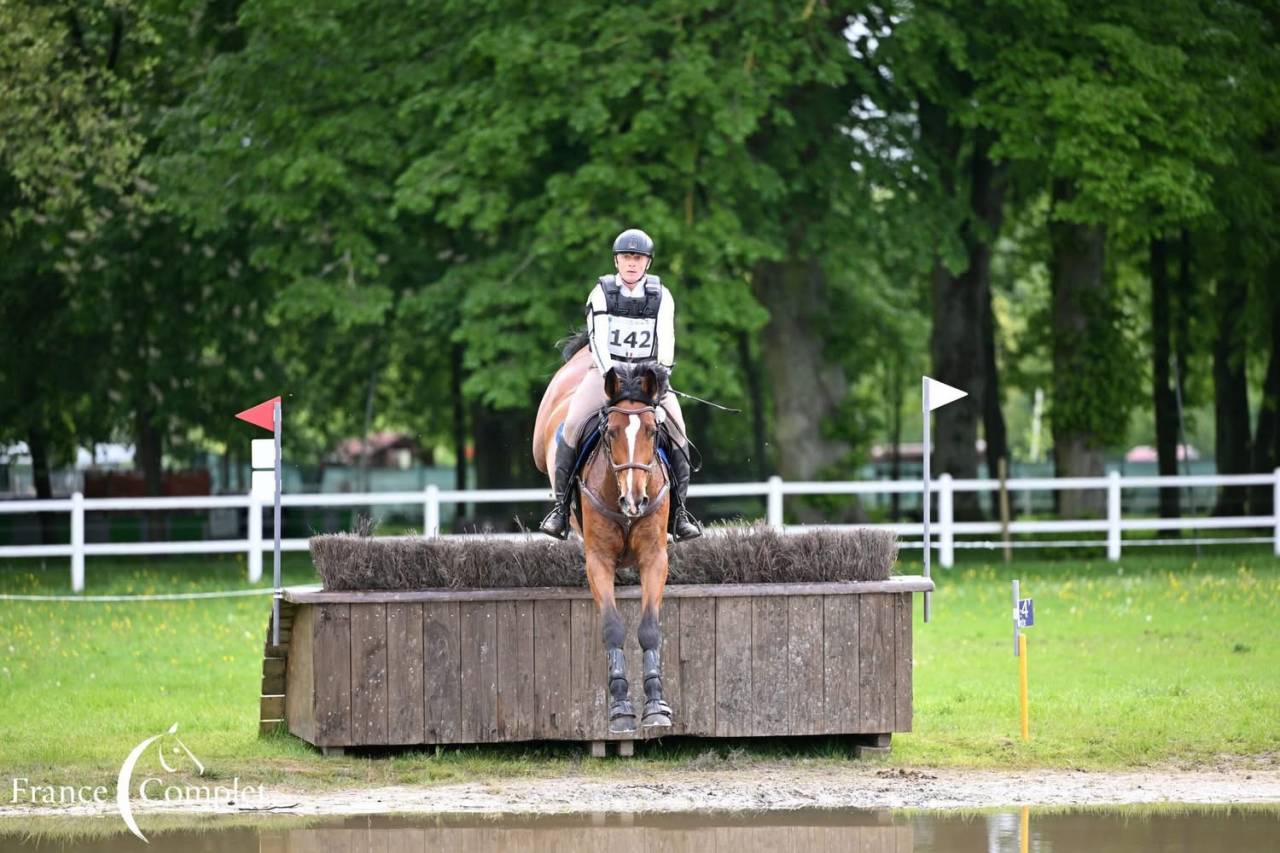 Gelding Zangersheide For sale 2016 Bay