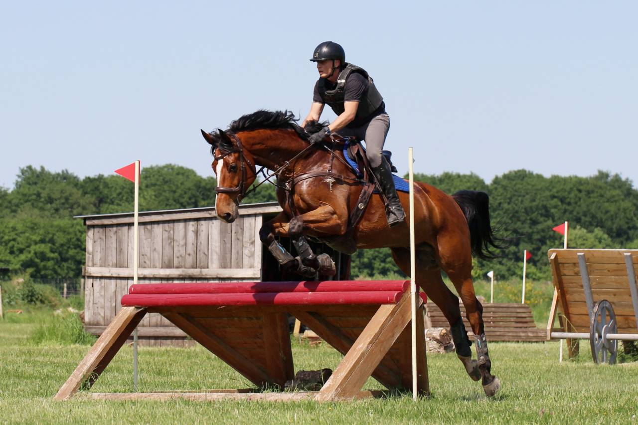 Gelding Zangersheide For sale 2016 Bay