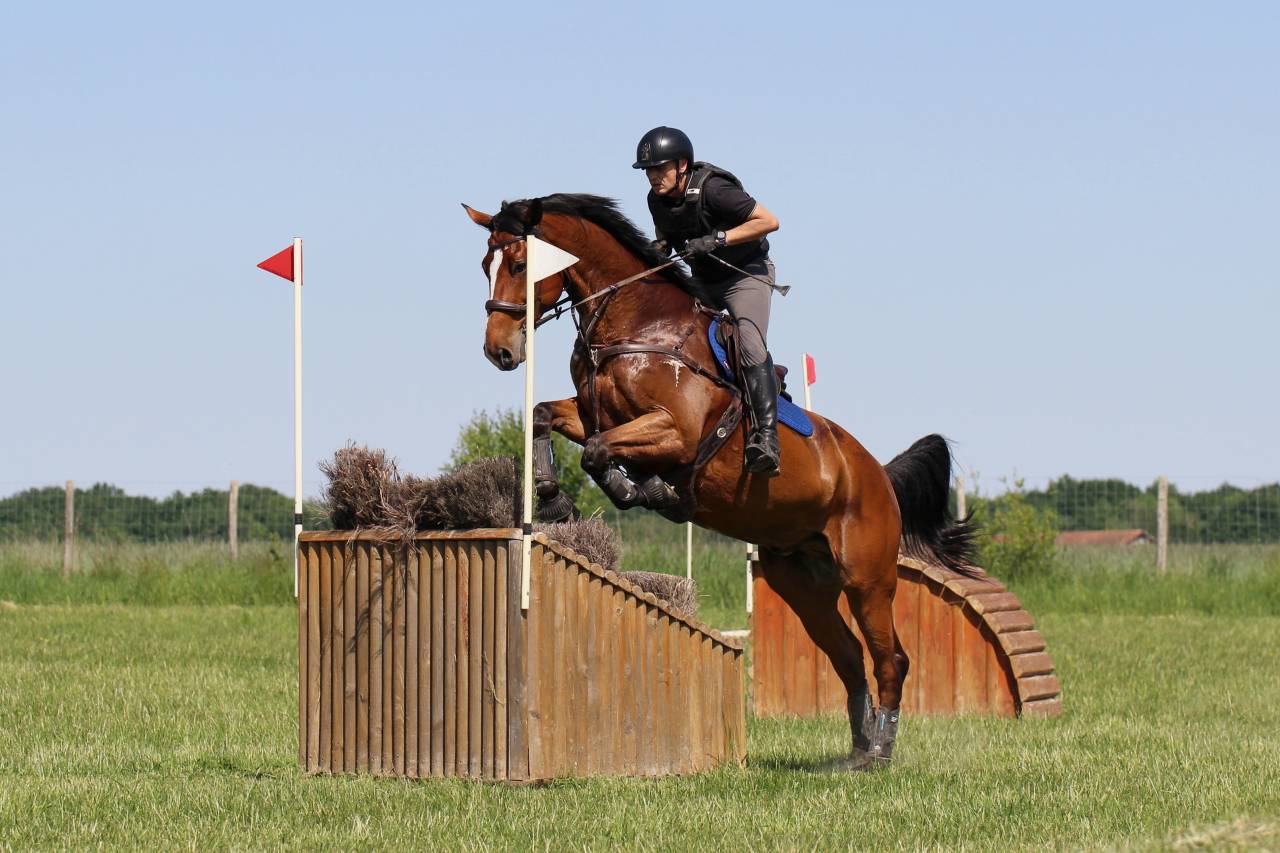 Gelding Zangersheide For sale 2016 Bay