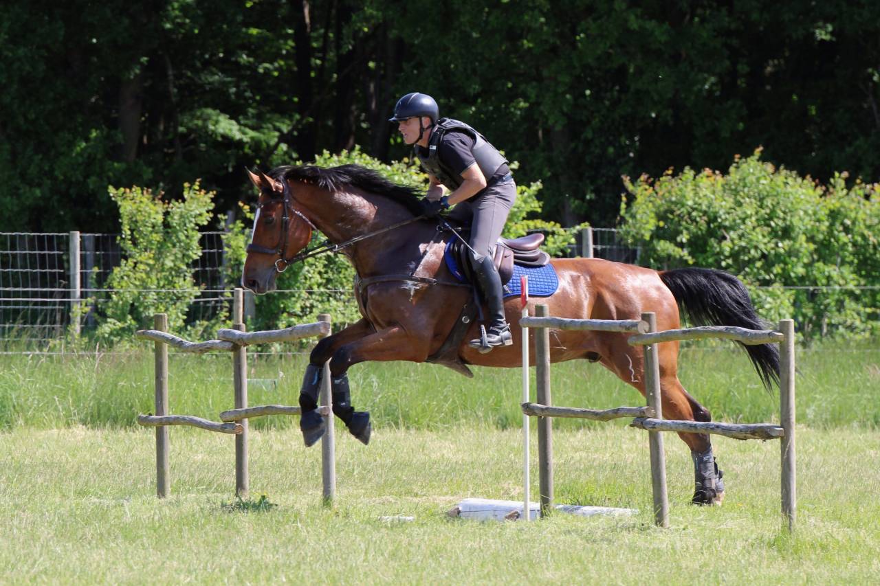 Gelding Zangersheide For sale 2016 Bay