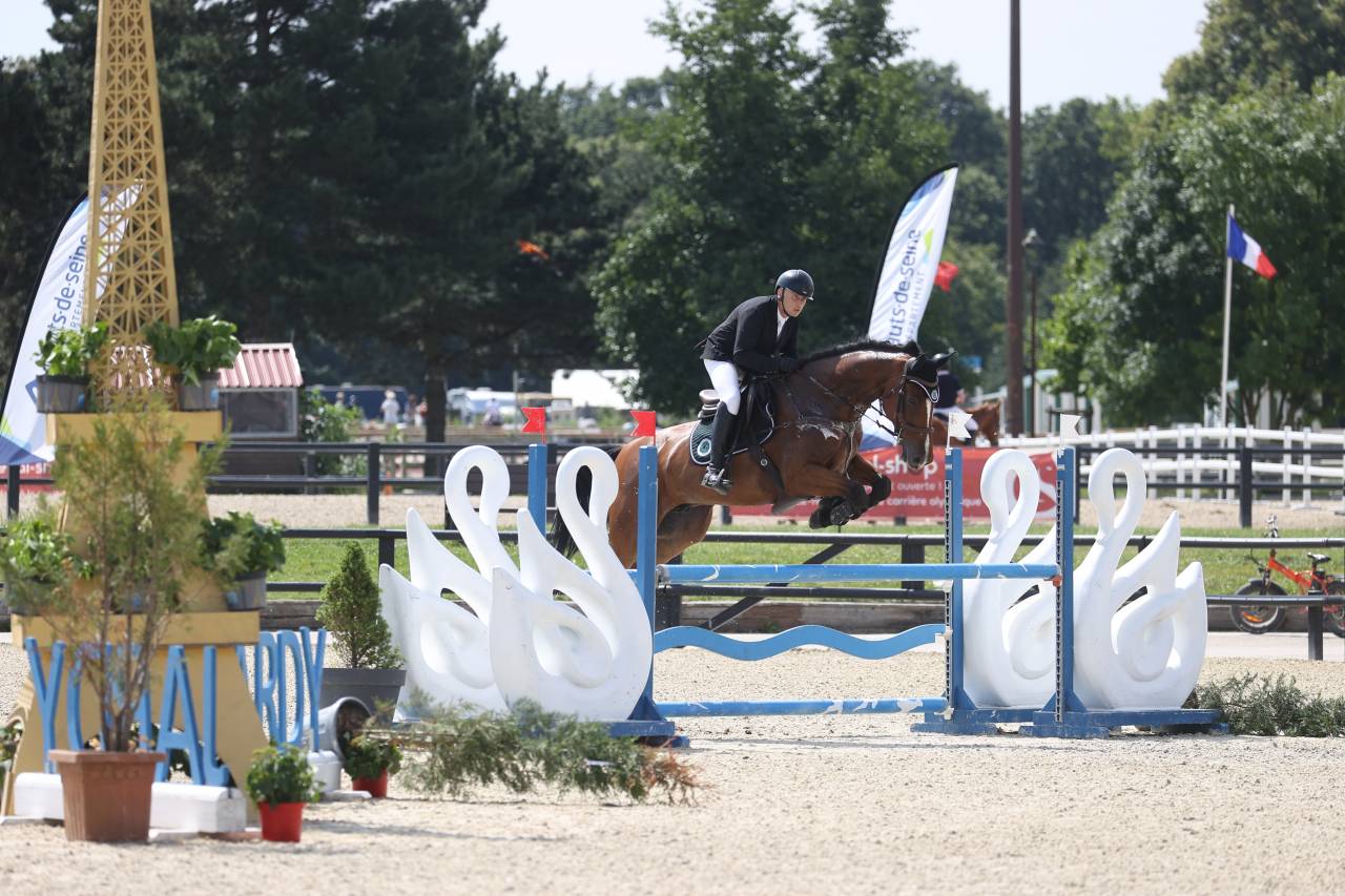 Gelding Zangersheide For sale 2016 Bay