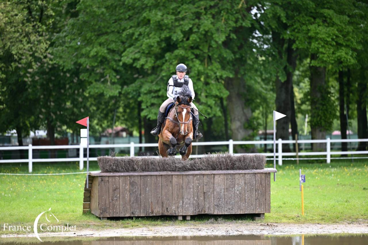 Gelding Zangersheide For sale 2016 Bay