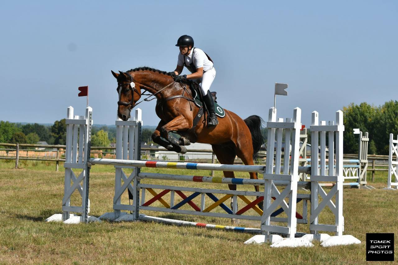 Gelding Zangersheide For sale 2016 Bay