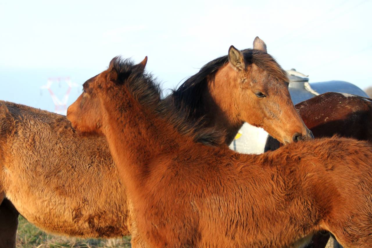 Mare Lusitano For sale 2007 Grey