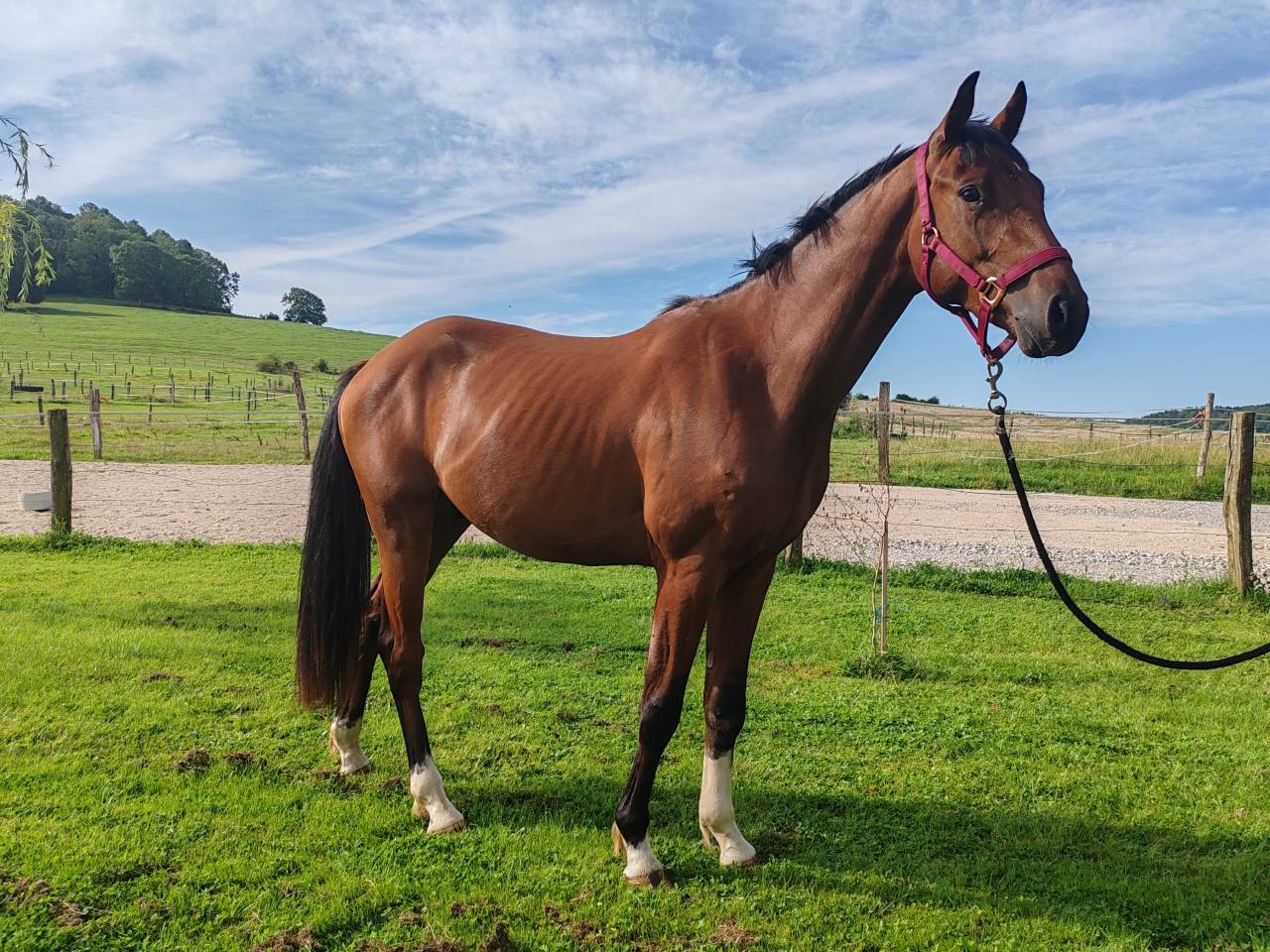 Gelding Selle Français For sale 2022 Bay