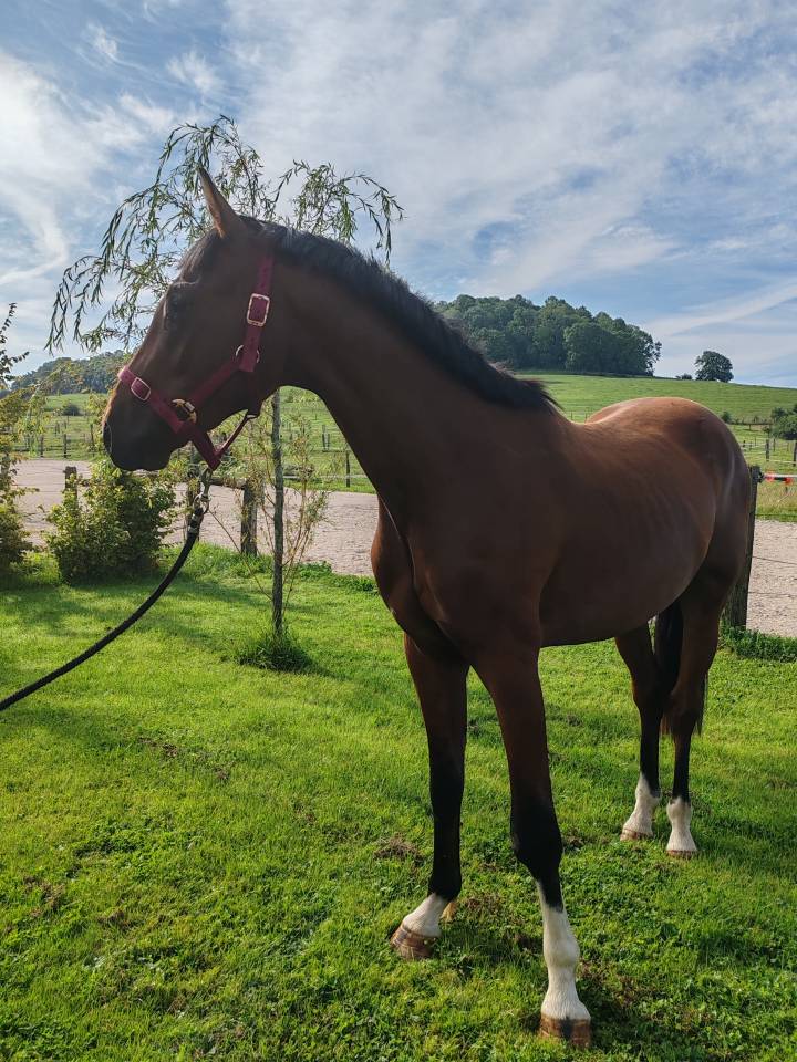 Gelding Selle Français For sale 2022 Bay
