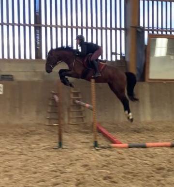 Gelding Selle Français For sale 2022 Bay