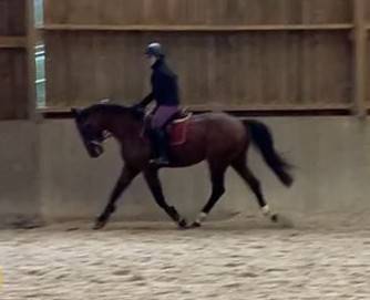 Gelding Selle Français For sale 2022 Bay