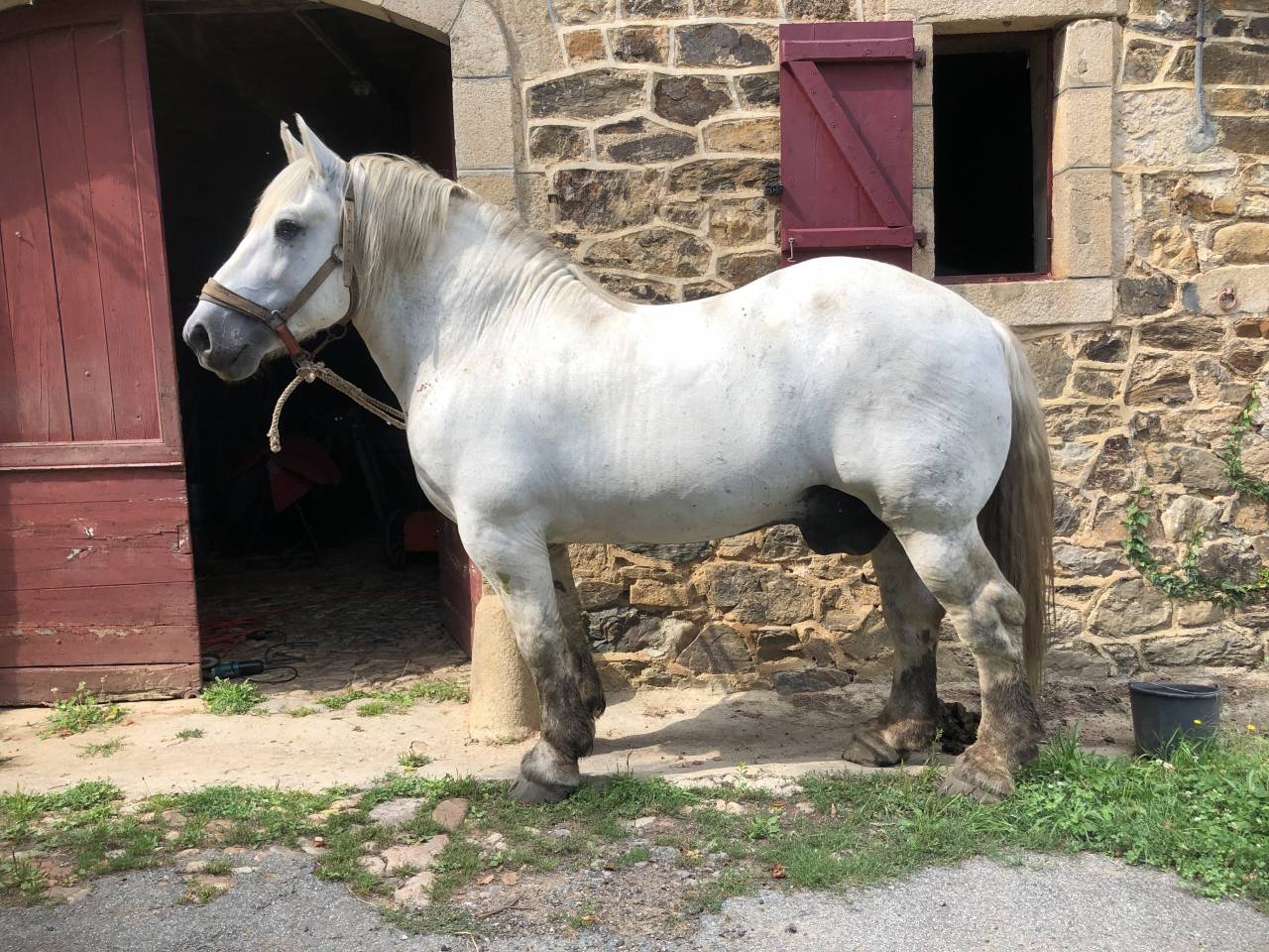 Entire Percheron For sale 2009 Grey