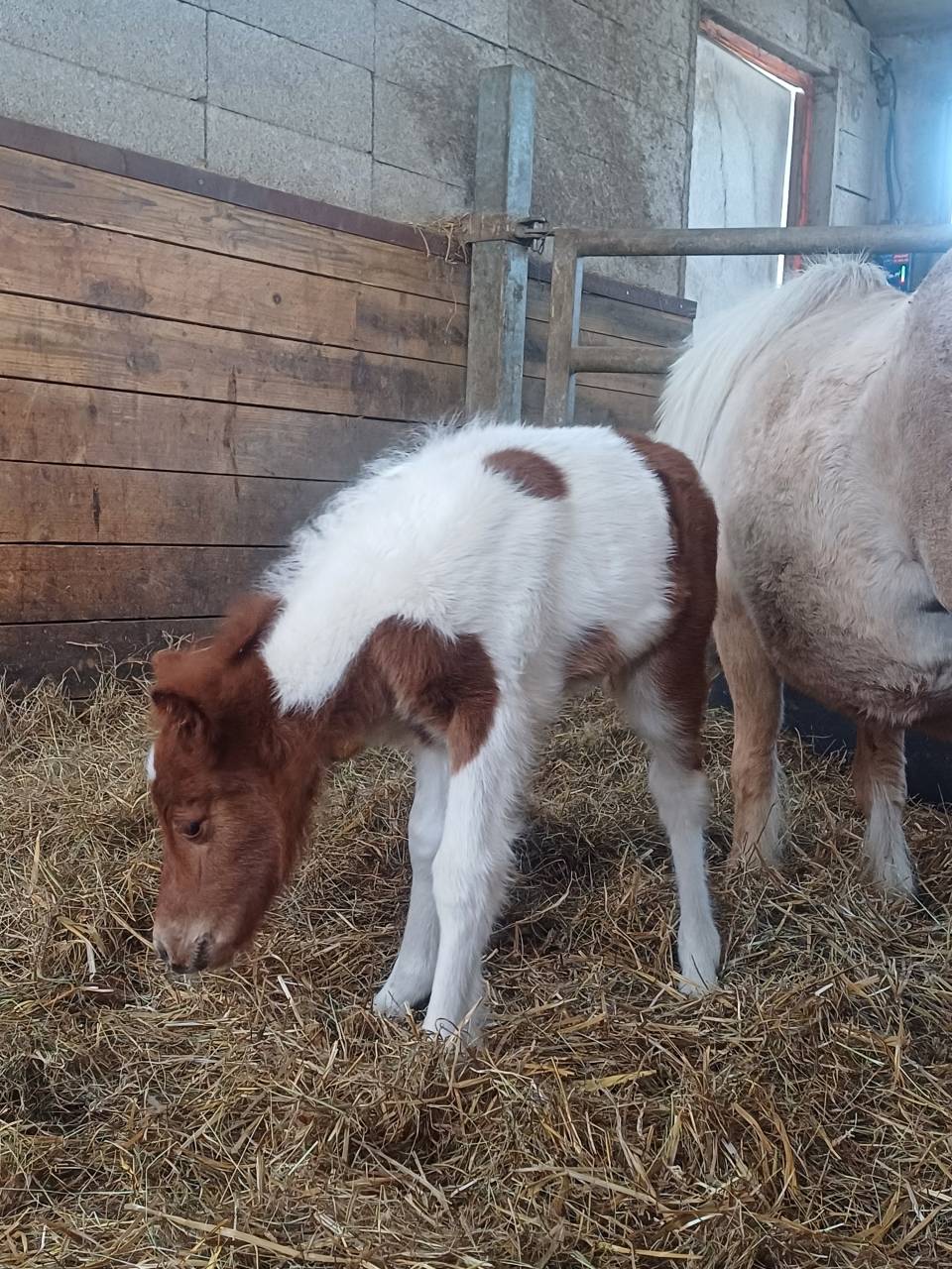 Colt Shetland Pony For sale 2025 Coloured