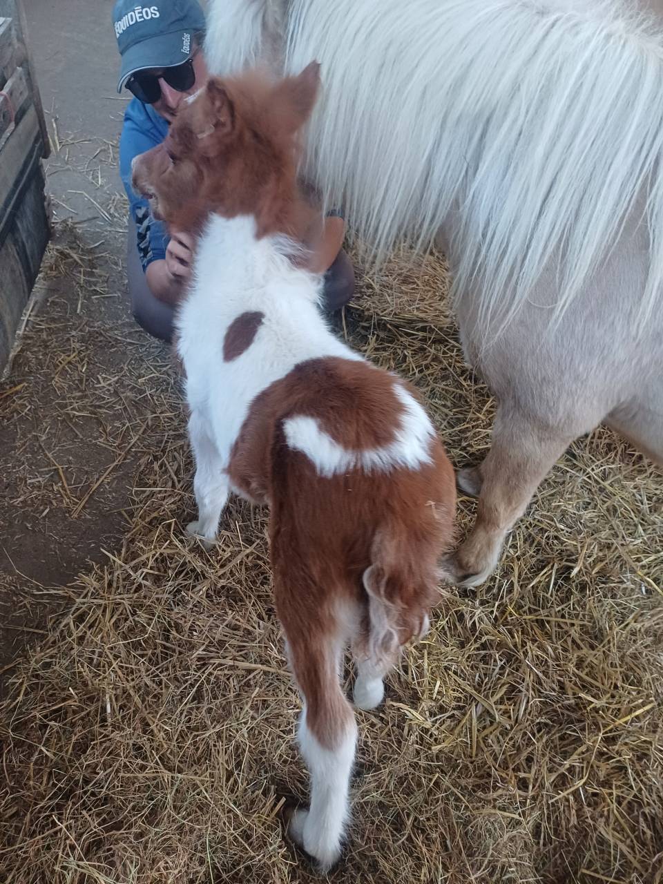 Colt Shetland Pony For sale 2025 Coloured
