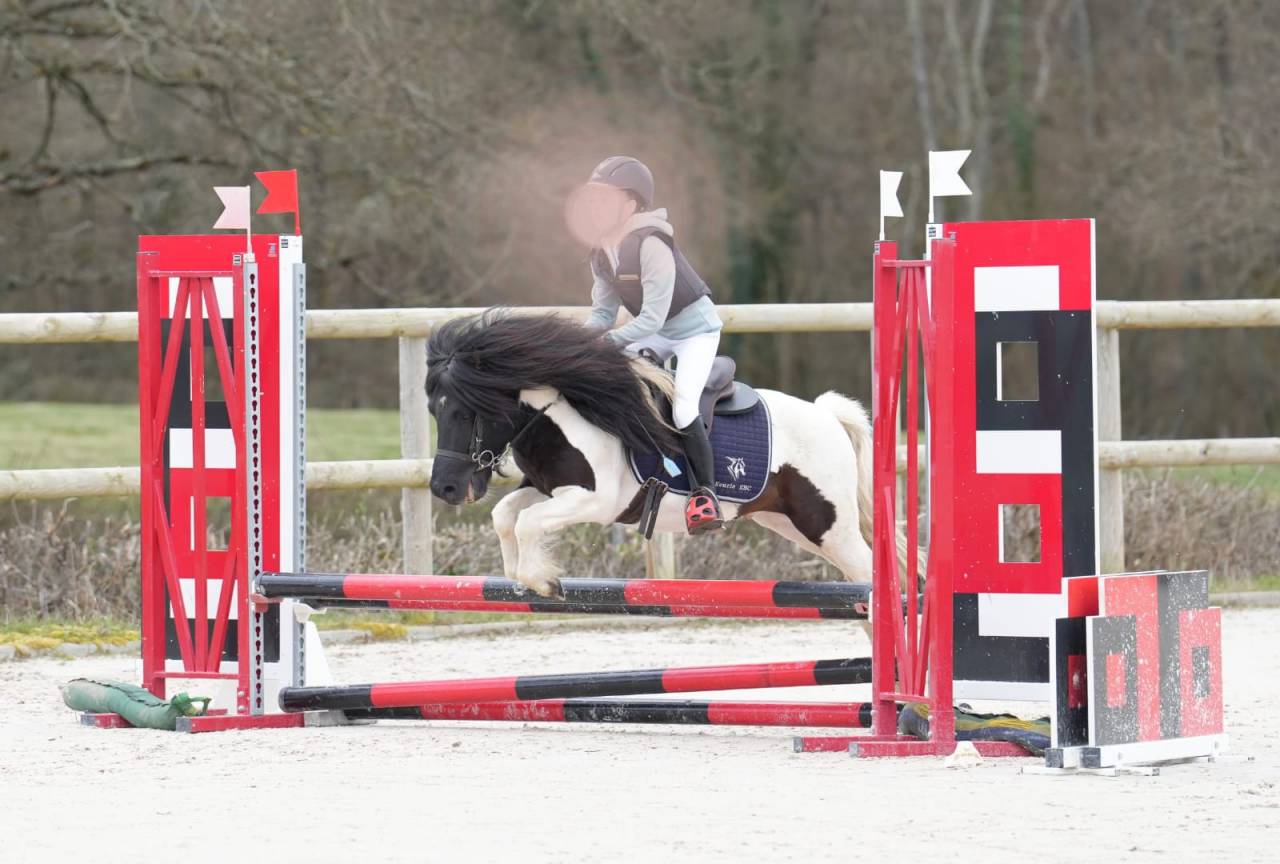 Colt Shetland Pony For sale 2025 Coloured