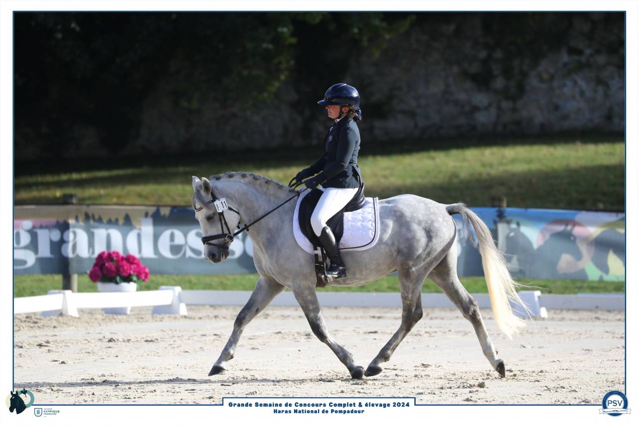 Stallion New Forest For sale 2019 Grey