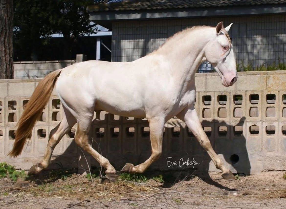 Colt PRE Pure Spanish Bred For sale 2025 Palomino