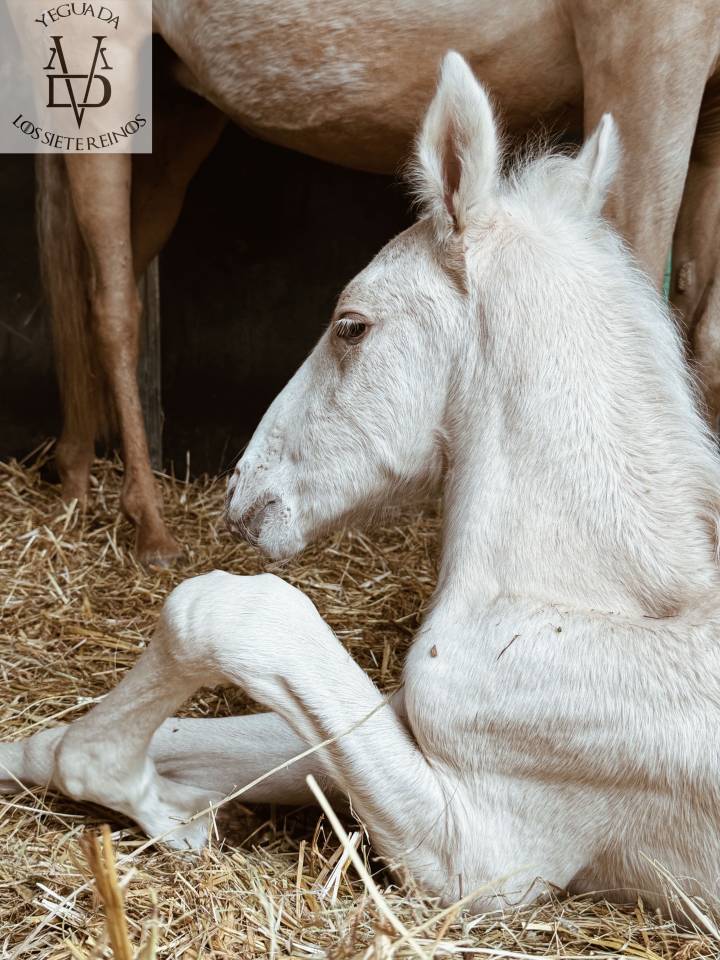 Colt PRE Pure Spanish Bred For sale 2025 Palomino