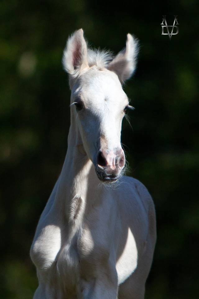 Colt PRE Pure Spanish Bred For sale 2025 Palomino