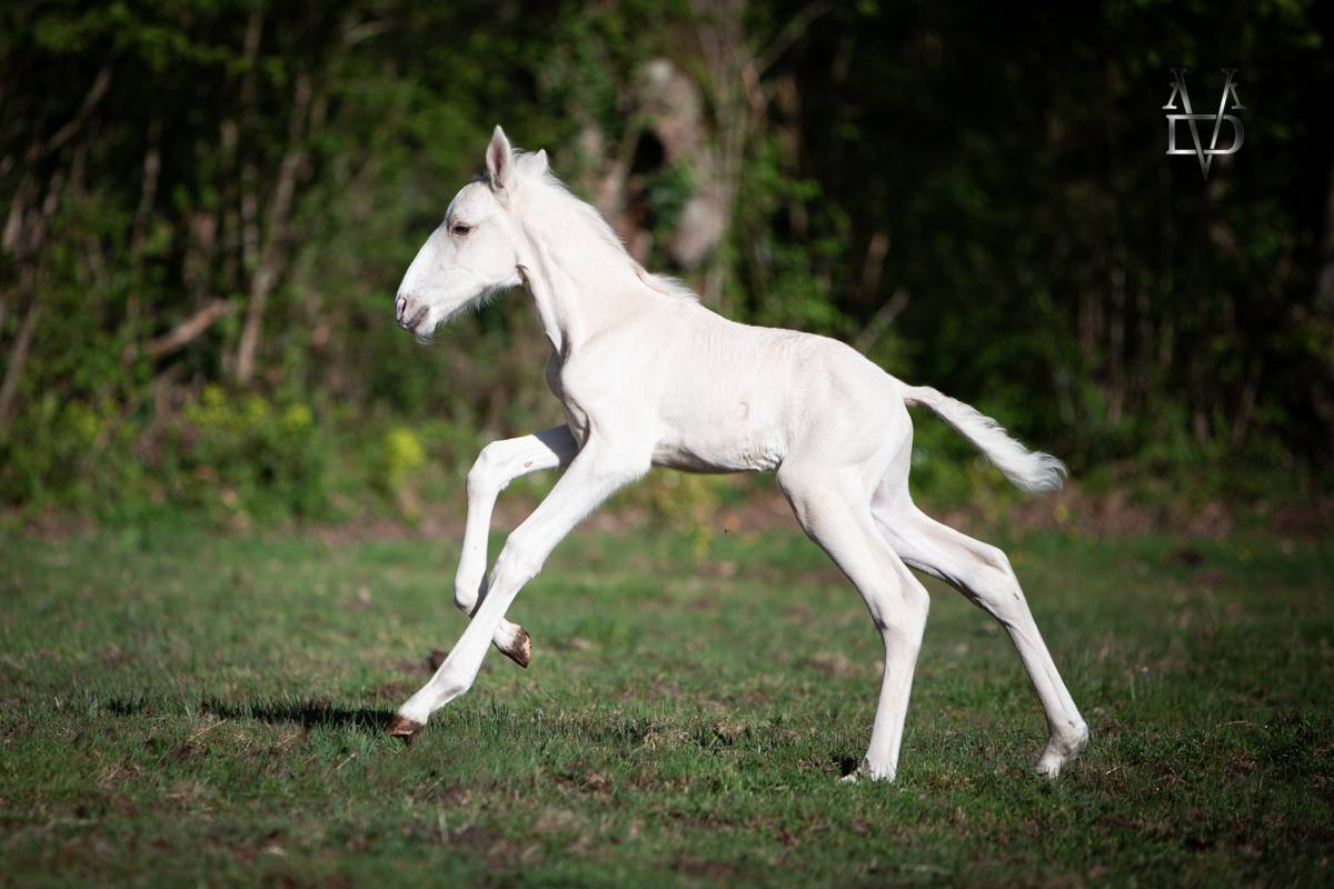 Colt PRE Pure Spanish Bred For sale 2025 Palomino