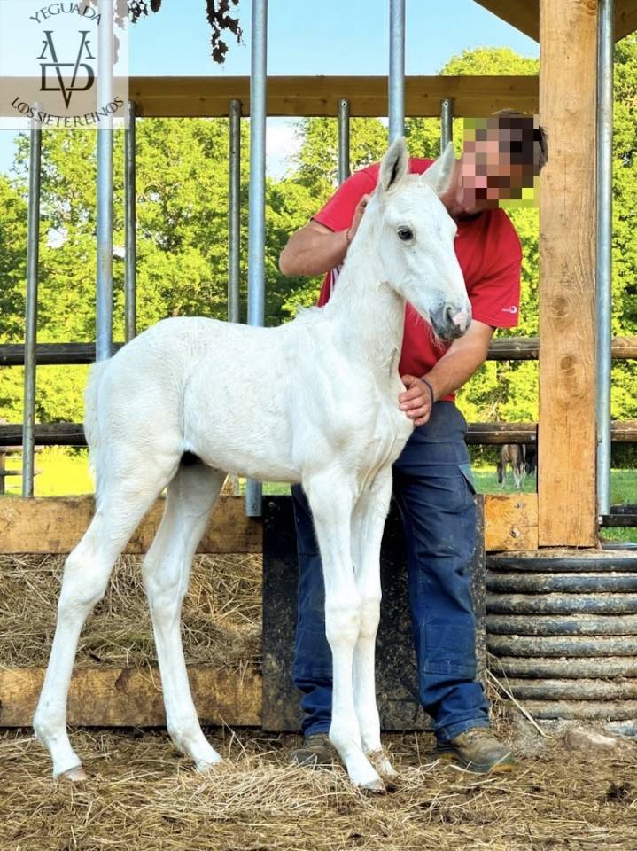 Colt PRE Pure Spanish Bred For sale 2025 Palomino