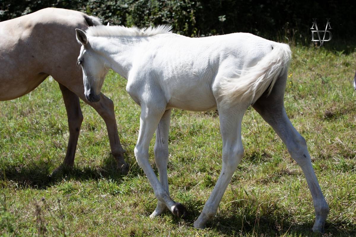 Colt PRE Pure Spanish Bred For sale 2025 Palomino