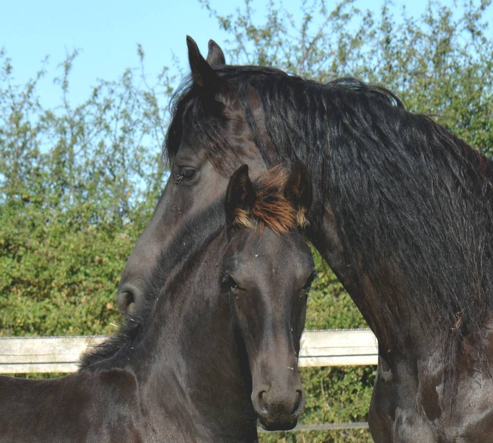 Colt Friesian For sale 2025 Black