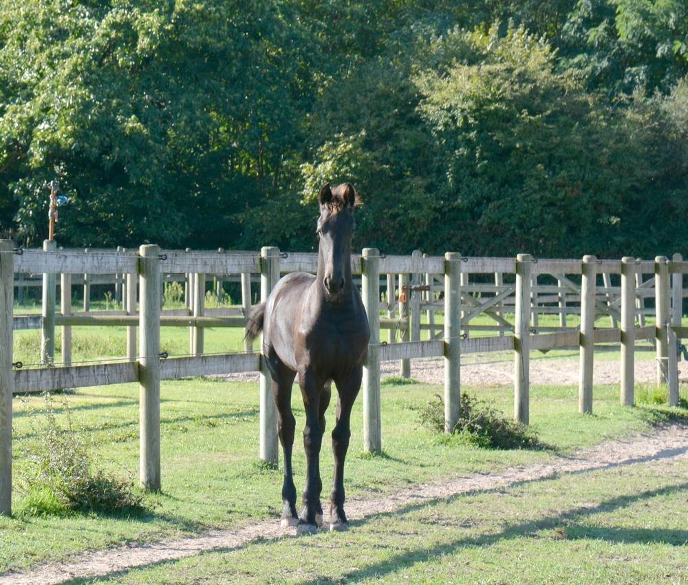 Colt Friesian For sale 2025 Black