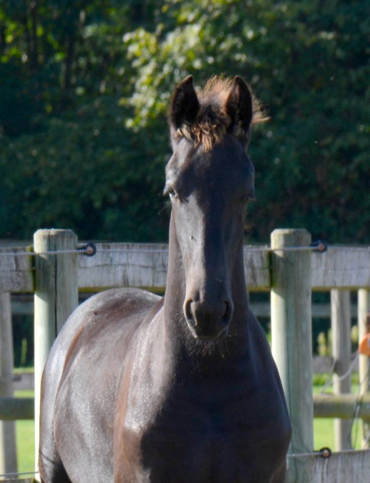 Colt Friesian For sale 2025 Black