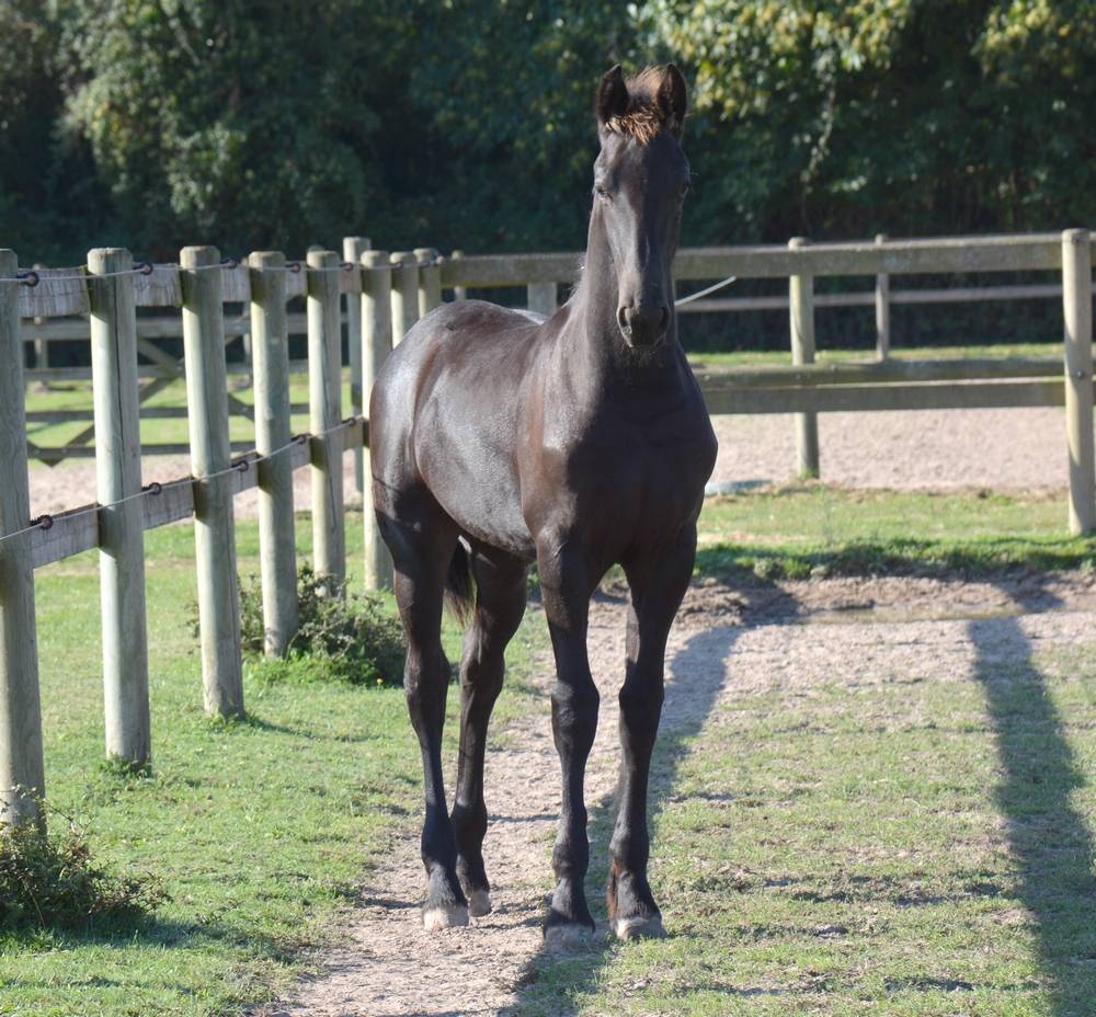 Colt Friesian For sale 2025 Black