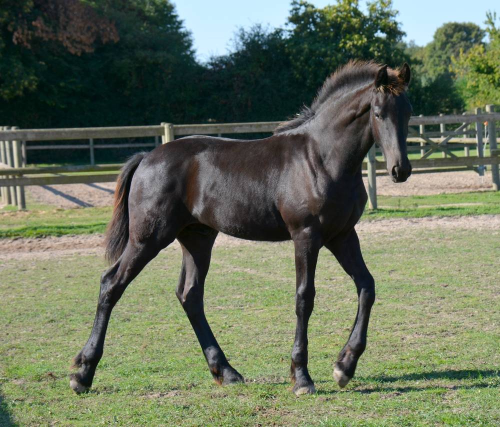 Colt Friesian For sale 2025 Black
