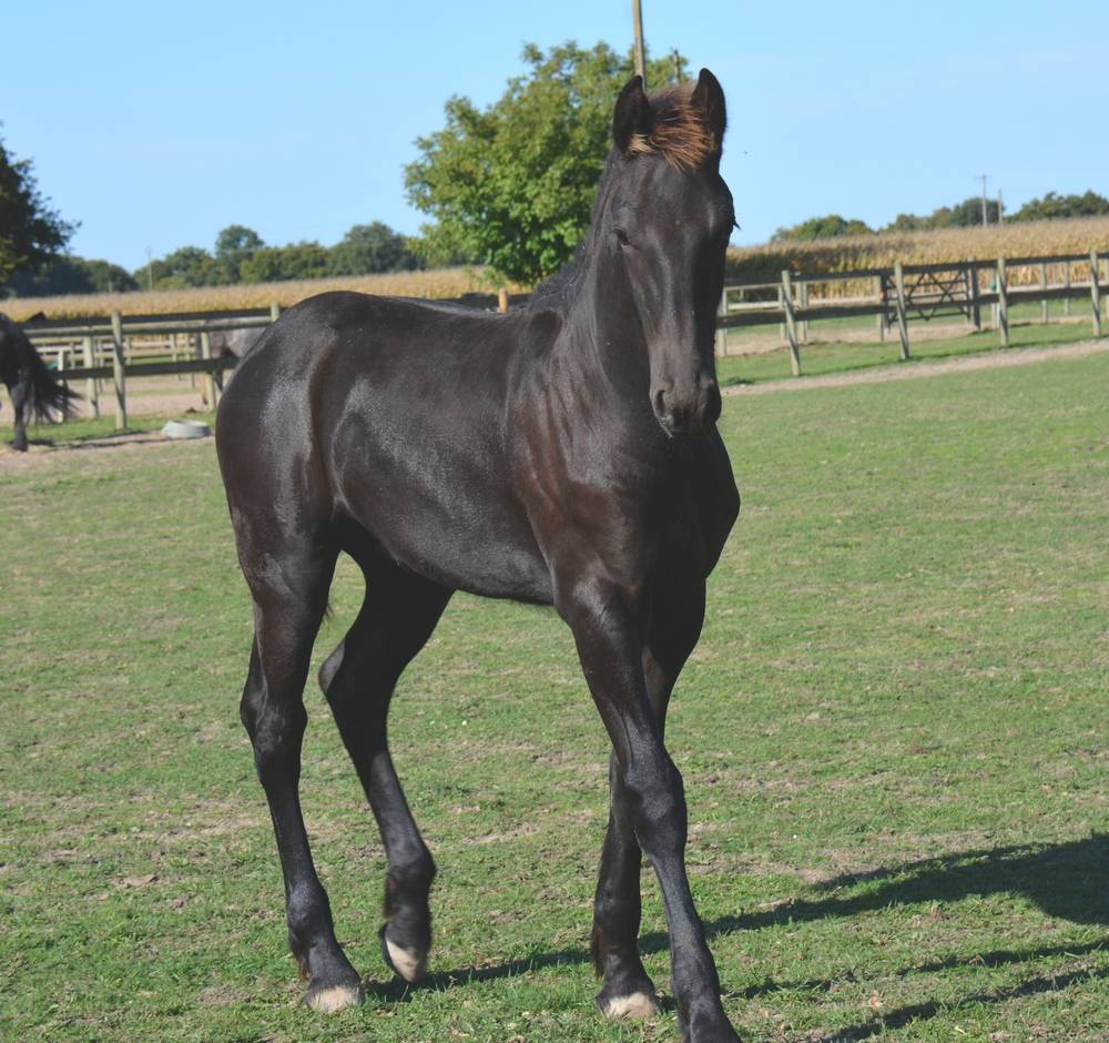 Colt Friesian For sale 2025 Black