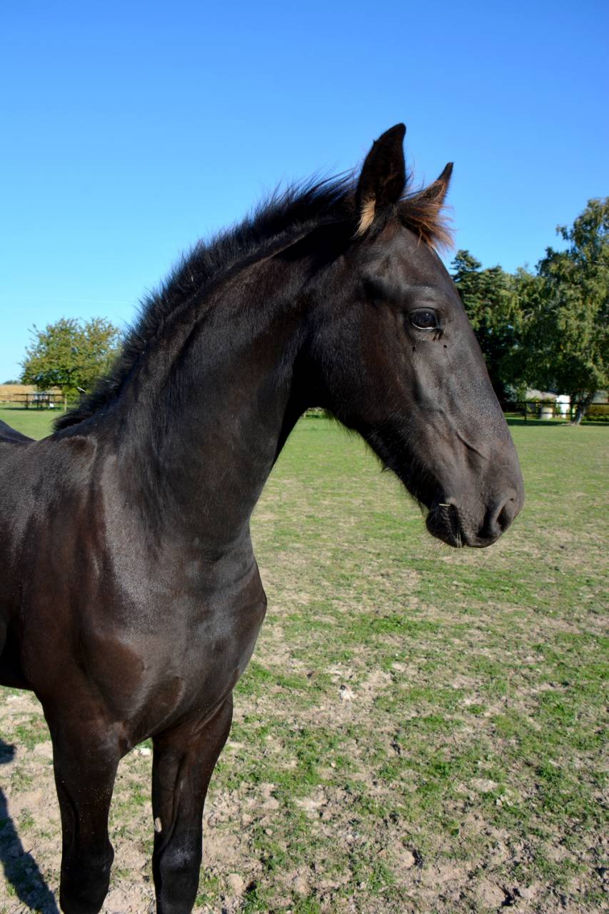 Colt Friesian For sale 2025 Black