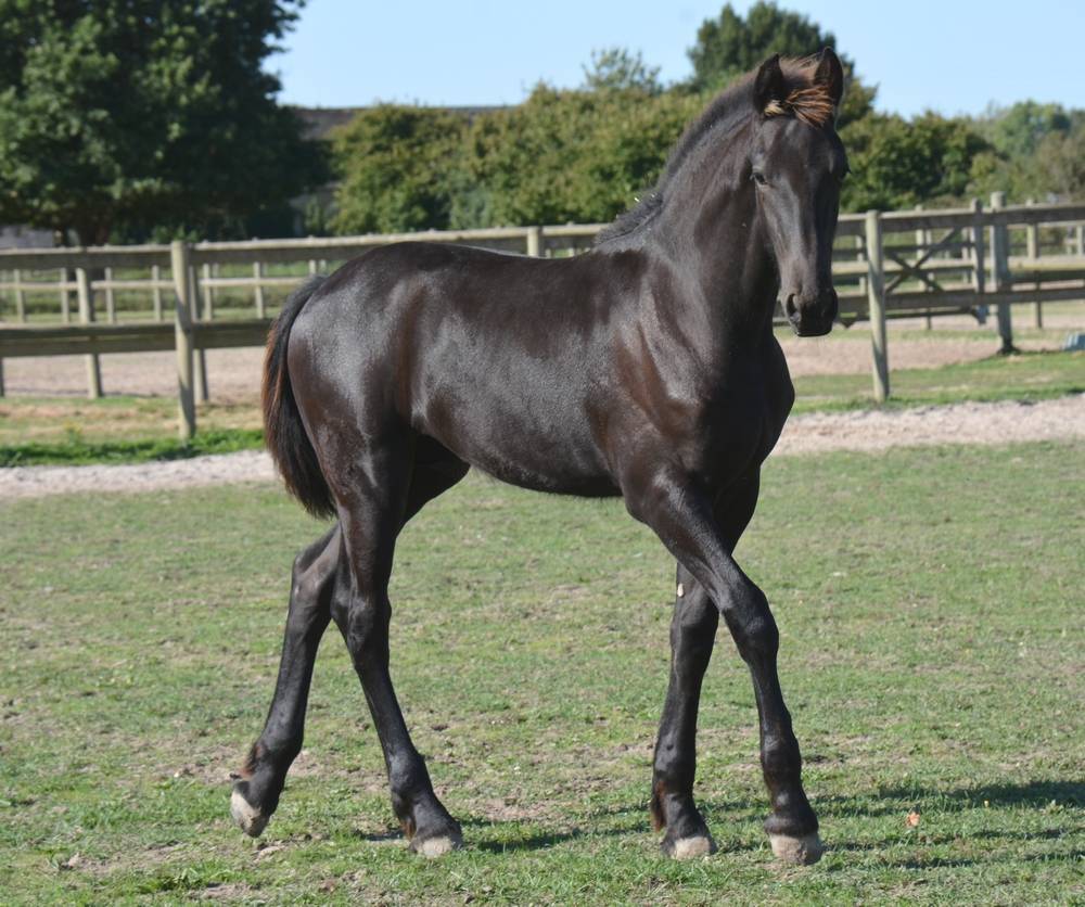 Colt Friesian For sale 2025 Black