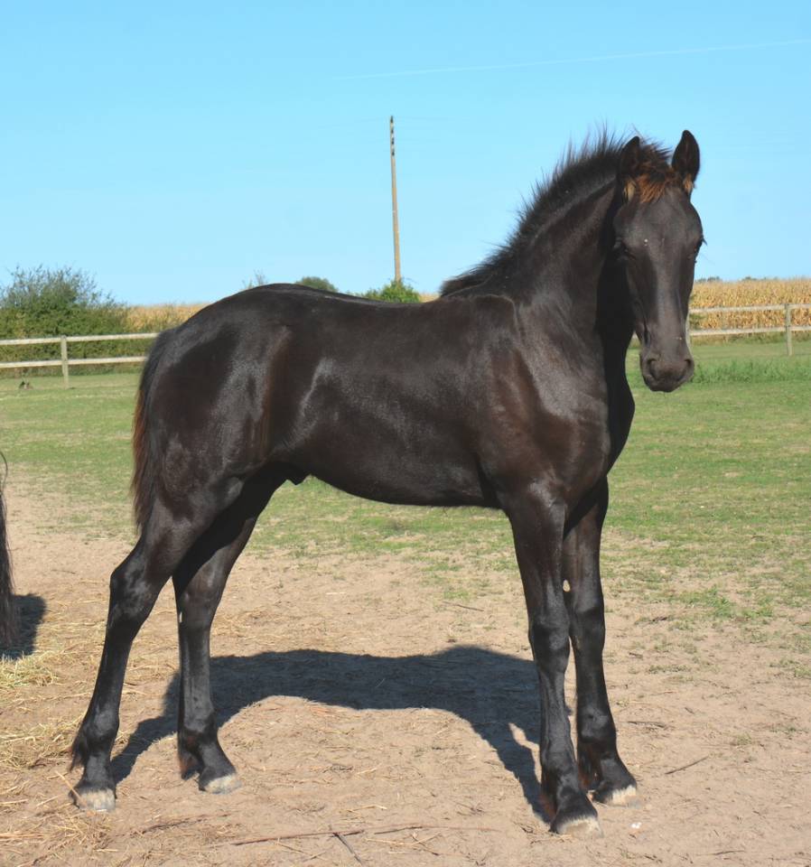 Colt Friesian For sale 2025 Black