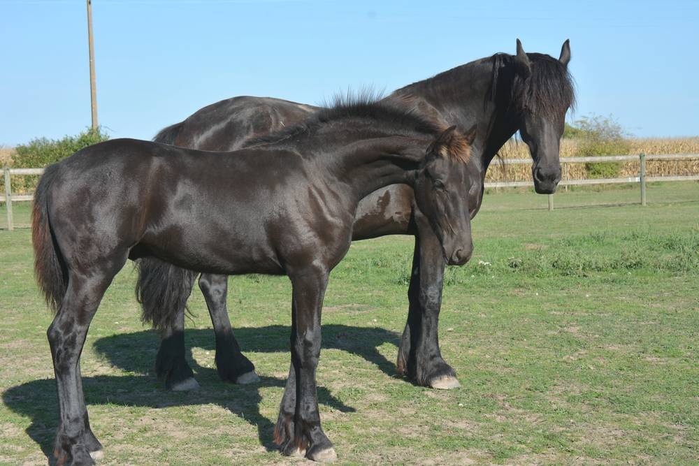 Colt Friesian For sale 2025 Black