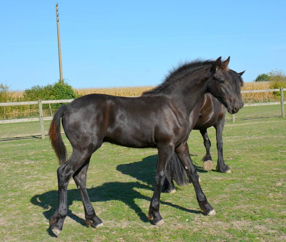 Colt Friesian For sale 2025 Black