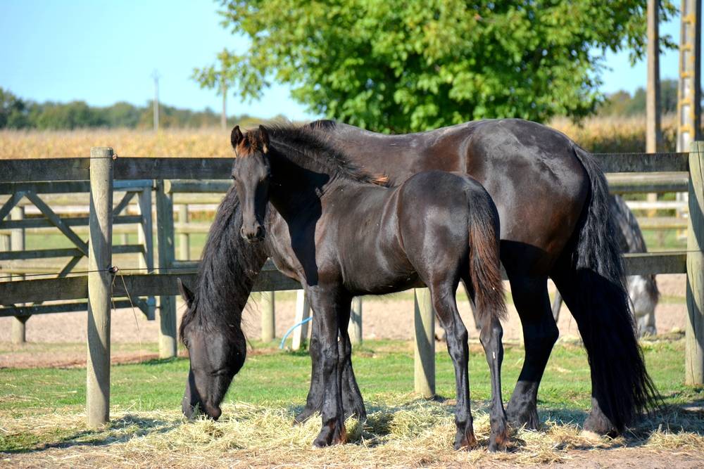 Colt Friesian For sale 2025 Black