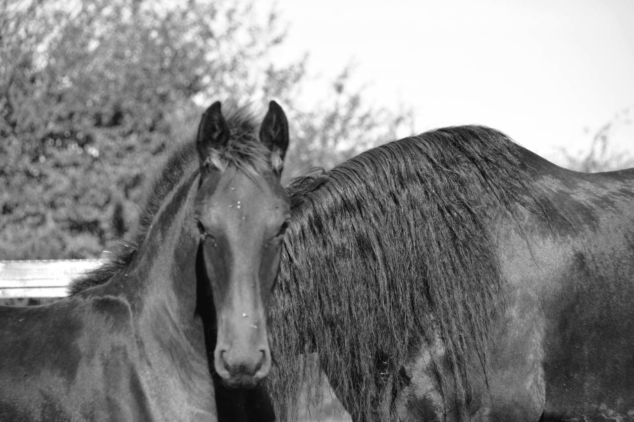 Colt Friesian For sale 2025 Black