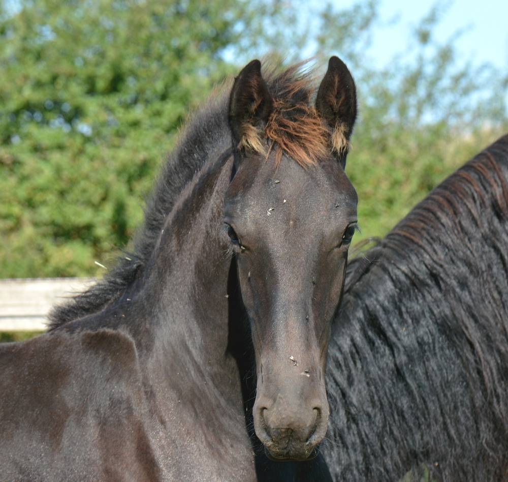 Colt Friesian For sale 2025 Black