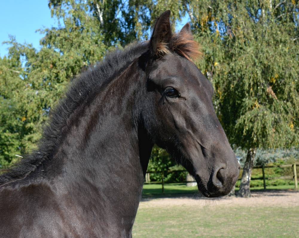Colt Friesian For sale 2025 Black