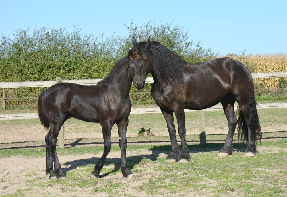 Colt Friesian For sale 2025 Black