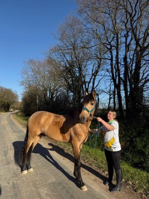 saymon  - PRE Pure Spanish Bred 2021