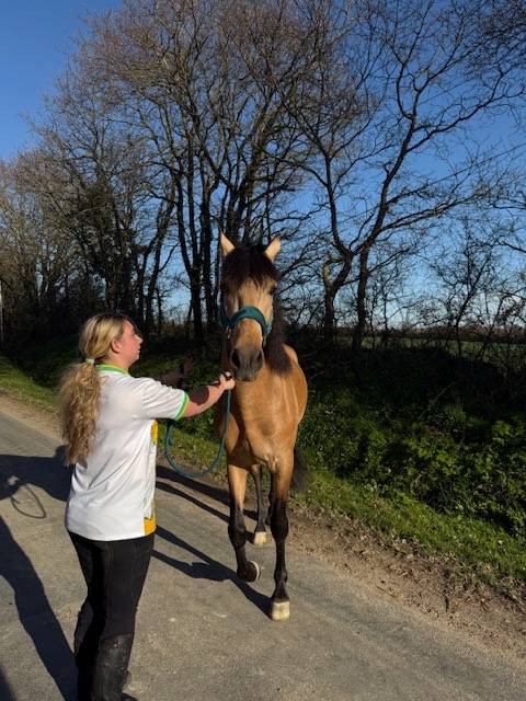 saymon  - PRE Pure Spanish Bred 2021