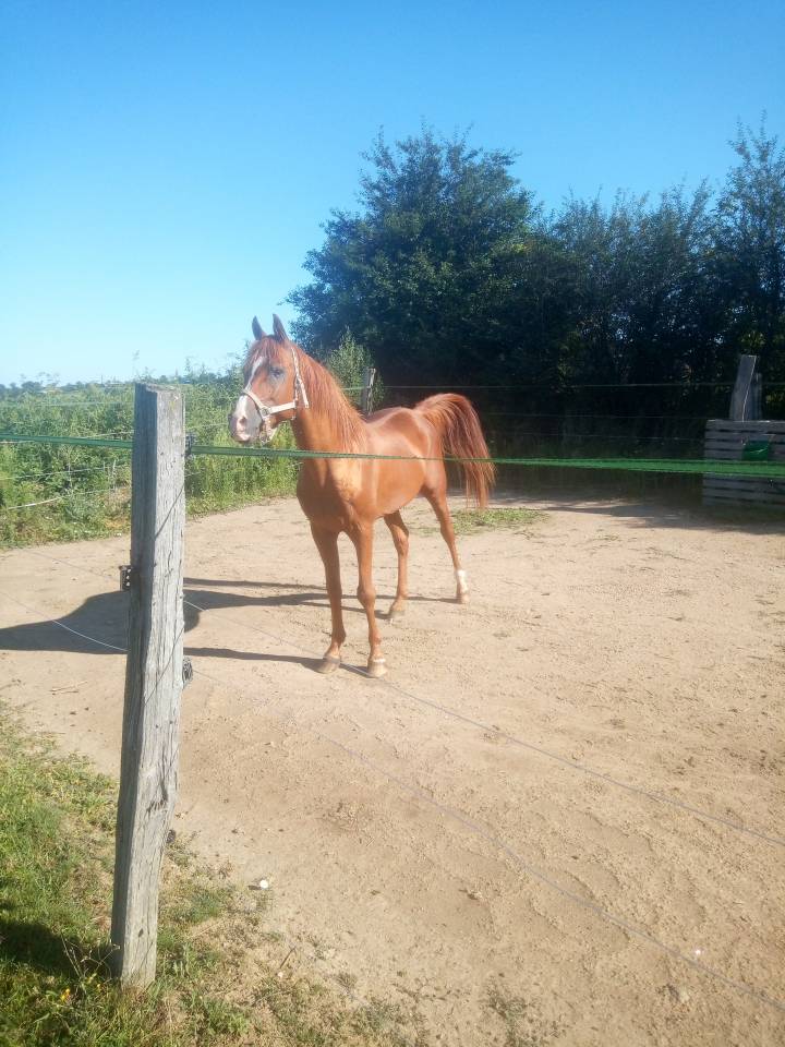 Varek d Aigrefeuilles  - Arabian 2009 by El ham