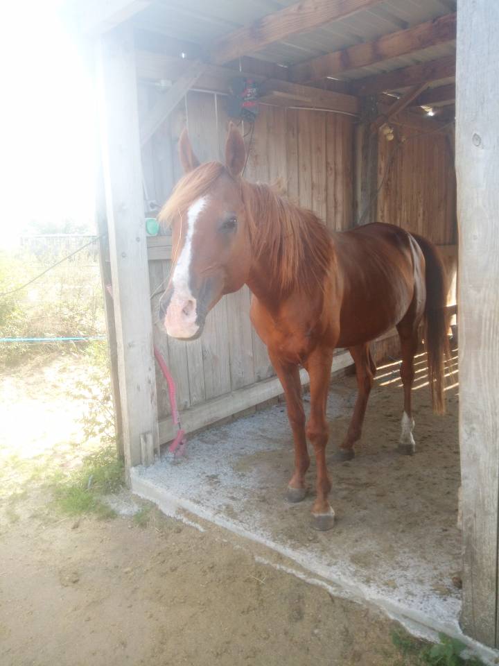 Varek d Aigrefeuilles  - Arabian 2009 by El ham