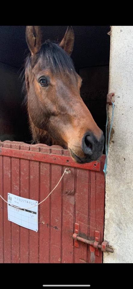 Gelding Thoroughbred For sale 2021 Dark Bay