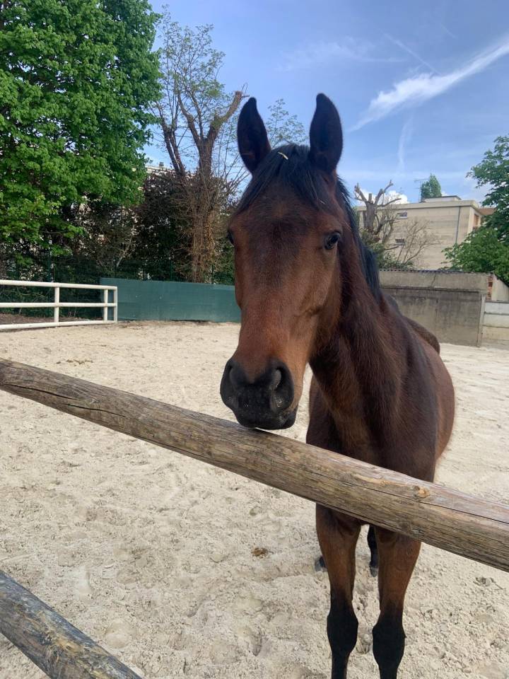 Gelding Thoroughbred For sale 2021 Dark Bay