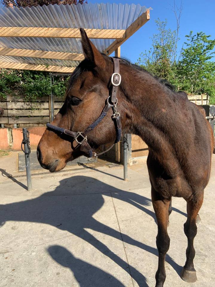 Gelding Thoroughbred For sale 2021 Dark Bay