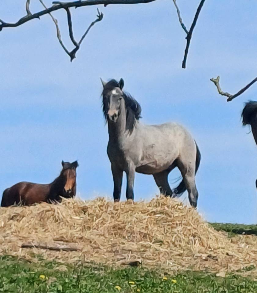 Gelding New Forest For sale 2023 Grey