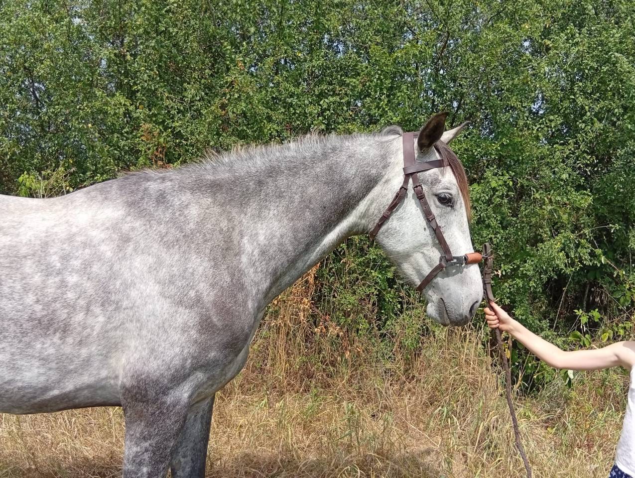 Gelding Origin Recorded For sale 2021 Grey